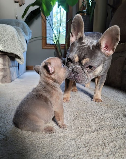 French Bulldog puppy — protect your pet with a MediK-9 first aid kit